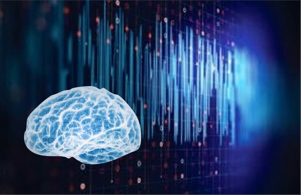 Brain